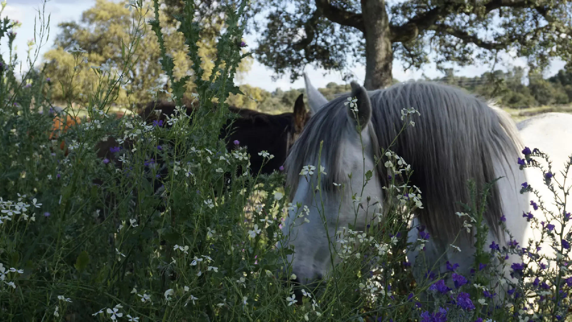 Equine Wellness & Life