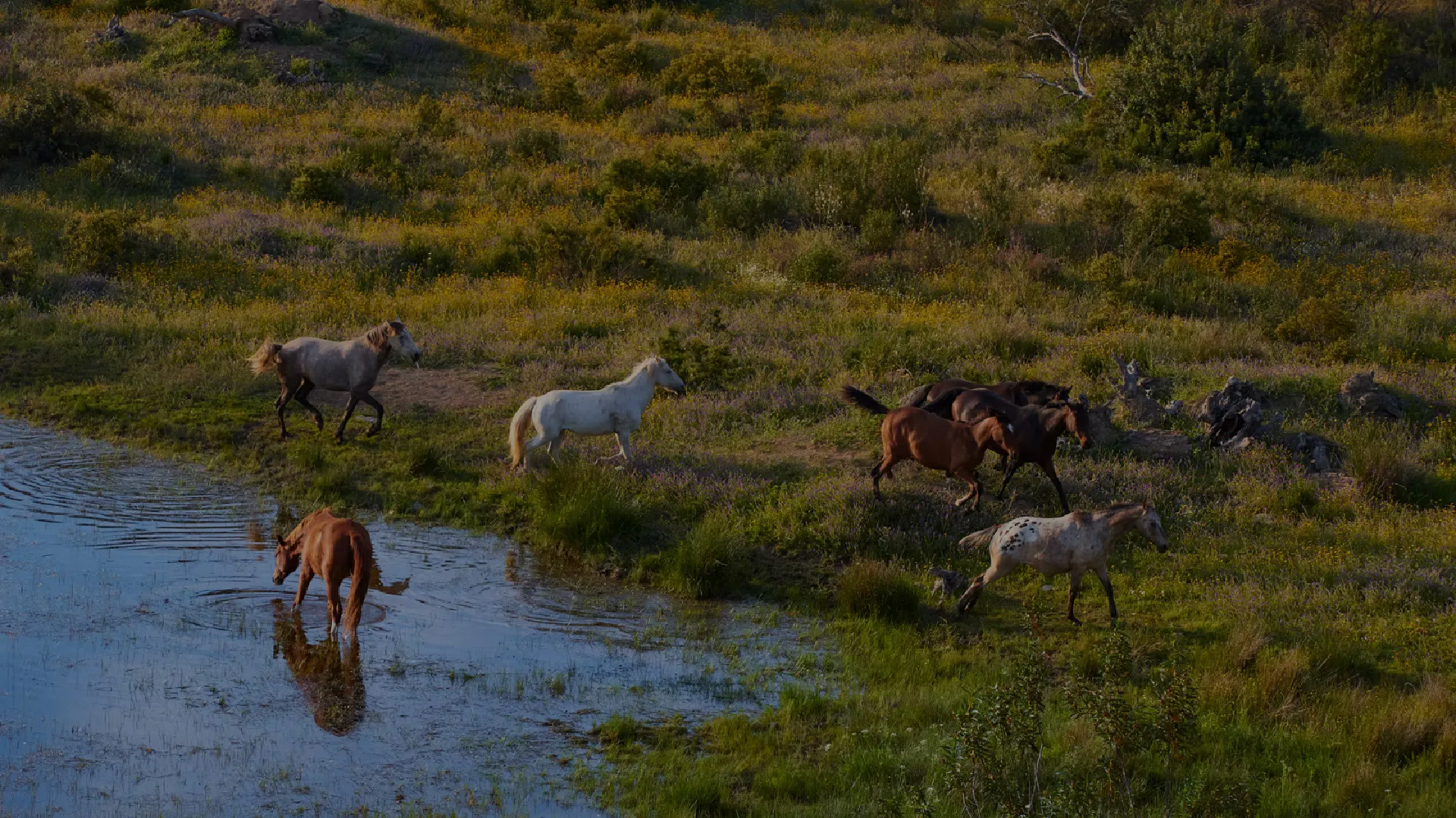 Retiro de Caballos en Libertad en España