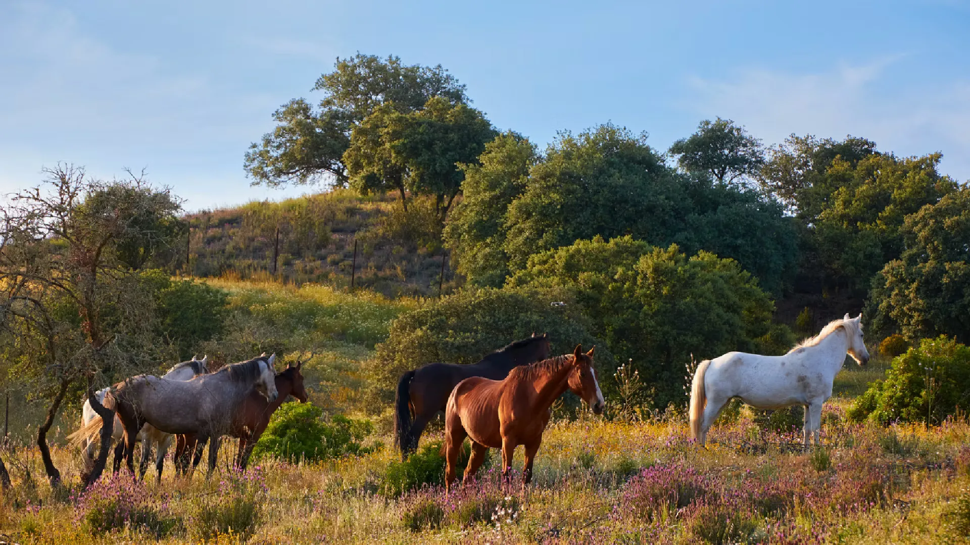 Donde el caballo vuelve a vivir en libertad