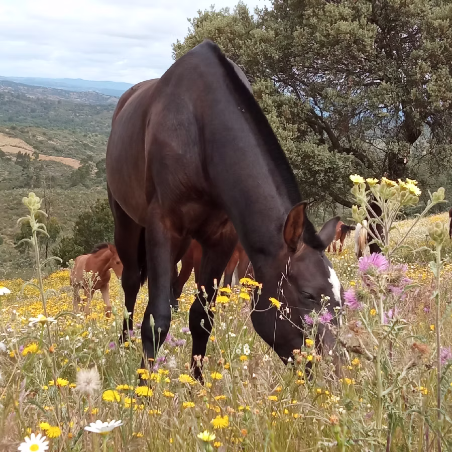 equine welfare methodology extensive retirement
