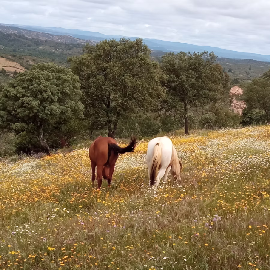 extensive horse retirement estate andalusia