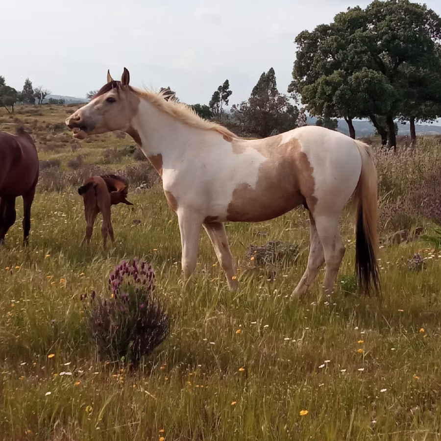 Professional supervision in extensive horse retirement in Andalusia