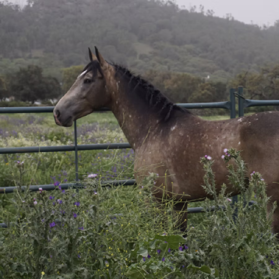 modelo estructurado retiro caballos libertad