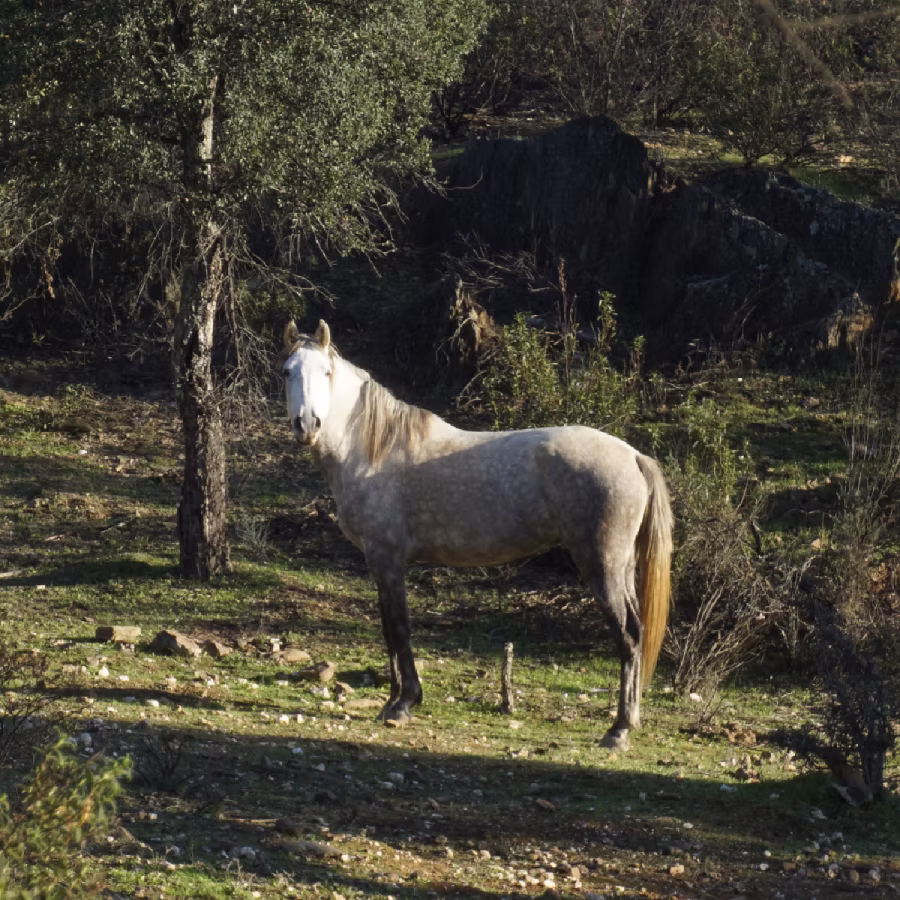 Supervisión profesional en retiro extensivo de caballos en Andalucía