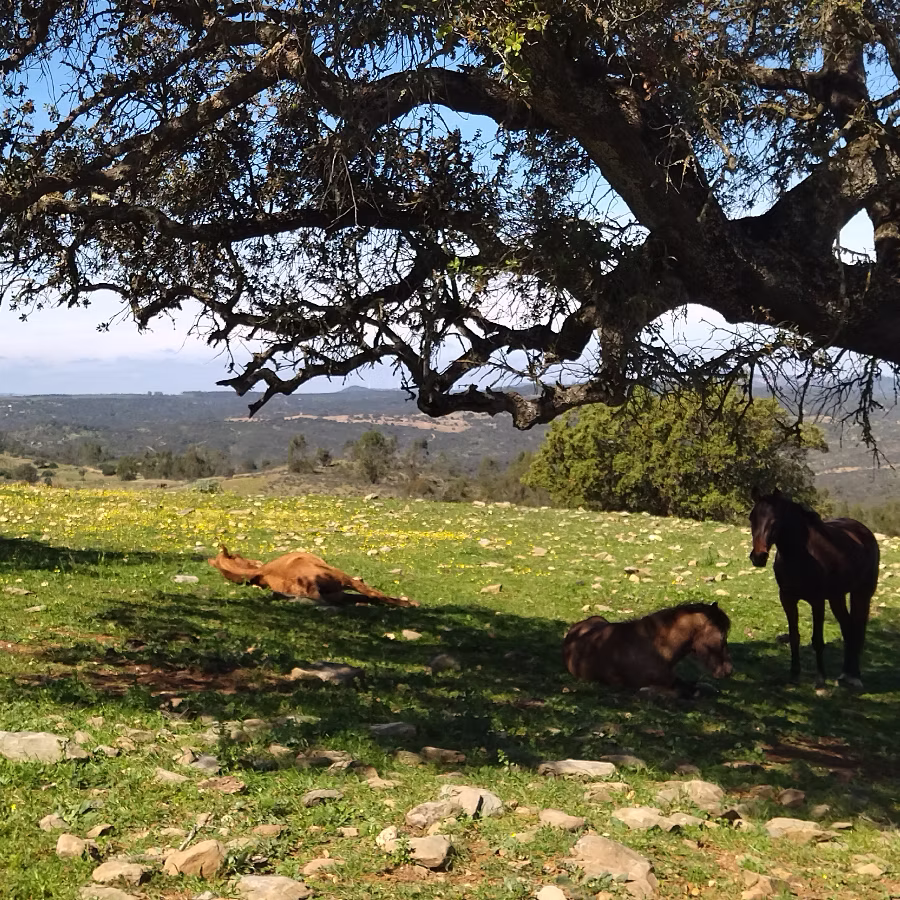 Senior horse retirement in freedom Spain