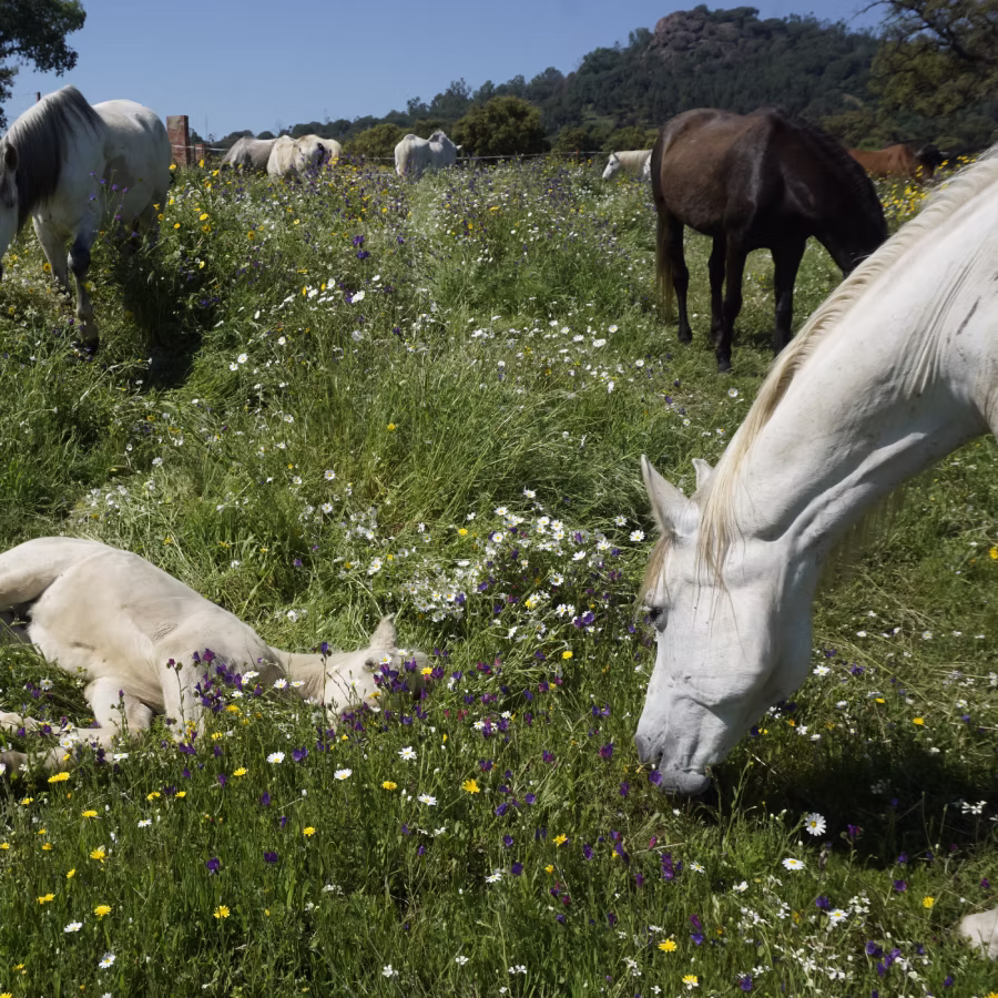Stabled horse confinement vs free retirement